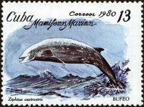 Cuvier's Beaked Whale (Ziphius cavirostris)