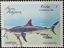 Shortfin Mako Shark (Isurus oxyrinchus)