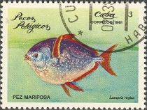 Opah (Lampris regius)