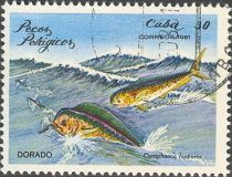 Common Dolphinfish (Coryphaena hippurus)