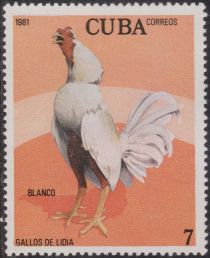 Blanco (Gallus gallus domesticus)