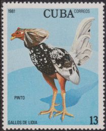 Pinto (Gallus gallus domesticus)