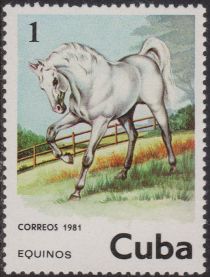 Horse (Equus ferus caballus)