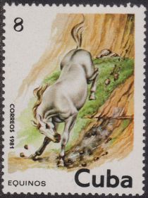 Horse (Equus ferus caballus)