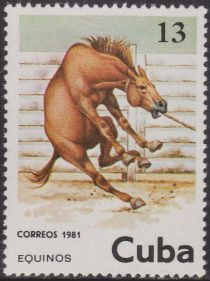 Horse (Equus ferus caballus)