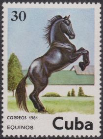 Horse (Equus ferus caballus)