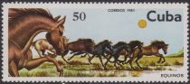 Herd of Horses (Equus ferus caballus)