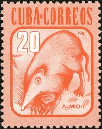 Cuban Solenodon (Atopogale cubana)