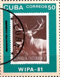 Red Deer (Cervus elaphus)