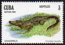 Cuban Crocodile (Crocodylus rhombifer)