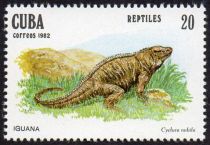 Cuban Rock Iguana (Cyclura nubila)