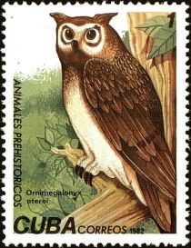 Cuban Giant Owl (Ornimegalonyx oteroi)