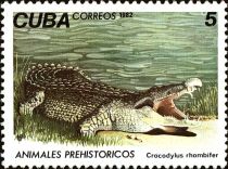 Cuban Crocodyle (Crocodylus rhombifer)