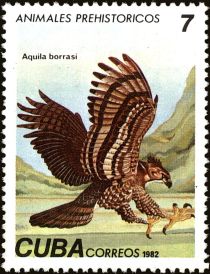 Cuban Fossile Eagle (Aquila borrasi)