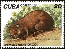 Cuban Hutia (Geocapromys colombianus)