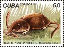 Lesser Cuban Nesophontes (Nesophontes micrus)