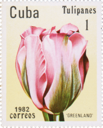 Tulip "Greenland"