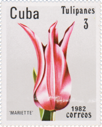 Tulip "Mariette"