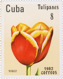 Tulip "Ringo"