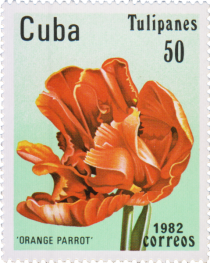 Tulip "Orange Parrot"