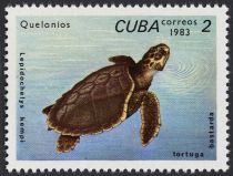 Kemp’s Ridley Sea Turtle (Lepidochelys kempii)