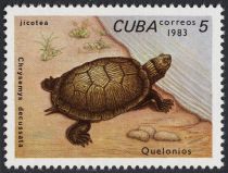 Cuban Slider (Chrysemys decussata)