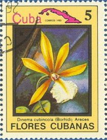 Dinema cubincola