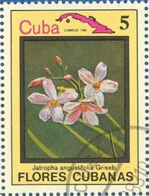 Jatropha angustifolia