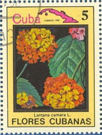 Lantana camara