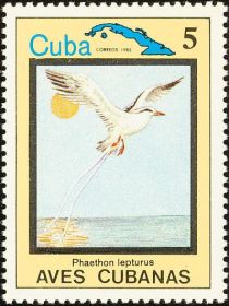 White-tailed Tropicbird (Phaethon lepturus)