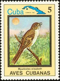 Cuban Solitaire (Myadestes elisabeth)