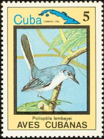 Cuban Gnatcatcher (Polioptila lembeyei)