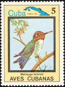 Bee Hummingbird (Mellisuga helenae)