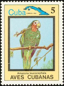 Cuban Amazon (Amazona leucocephala)