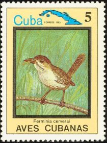 Zapata Wren (Ferminia cerverai)