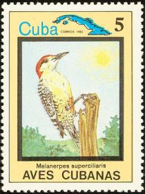 West Indian Woodpecker (Melanerpes superciliaris)