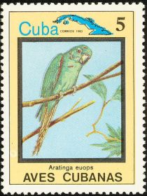 Cuban Parakeet (Aratinga euops)