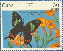 Cuban Cattleheart (Parides gundlachianus ssp. calzadillae)