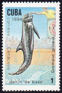 Risso's Dolphin (Grampus griseus)