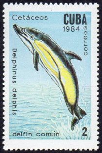 Common Dolphin (Delphinus delphis)