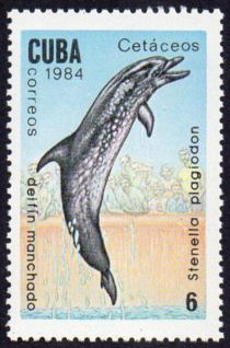 Atlantic Spotted Dolphin (Stenella plagiodon)