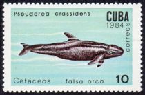 False Killer Whale (Pseudorca crassidens)