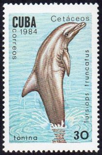 Common Bottlenose Dolphin (Tursiops truncatus)