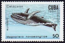 Humpback Whale (Megaptera novaeangliae)