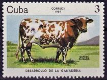 Caribbean Cattle (Bos primigenius taurus)