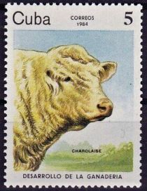 Charolais (Bos primigenius taurus)