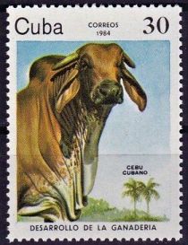 Cuban Zebu (Bos primigenius indicus)