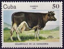 Black-and-white Cow (Bos primigenius taurus)