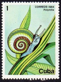 Cuban Painted Snail (Polymita picta)