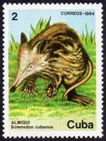 Cuban Solenodon (Solenodon cubanus)